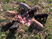 cane corso puppies